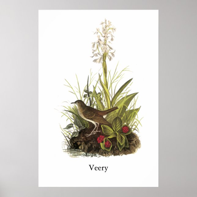 Veery, John Audubon Poster (Framsidan)