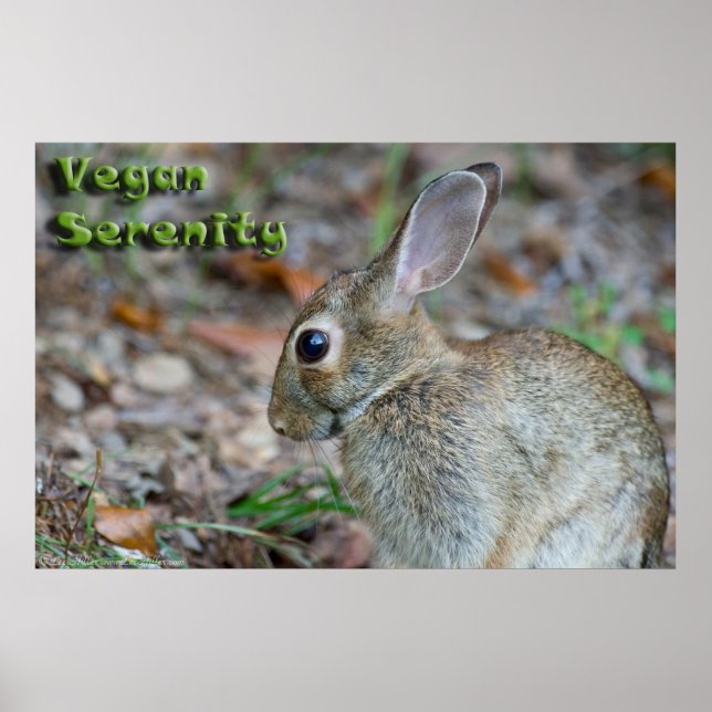Vegan Serenity Bunny Poster (Framsidan)