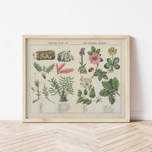 Vegetabiliska kungariket Charlotte Mary Yonge Poster
