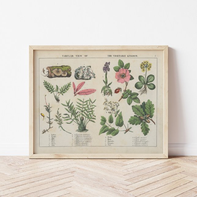 Vegetabiliska kungariket | Charlotte Mary Yonge Poster (Skapare uppladdad)