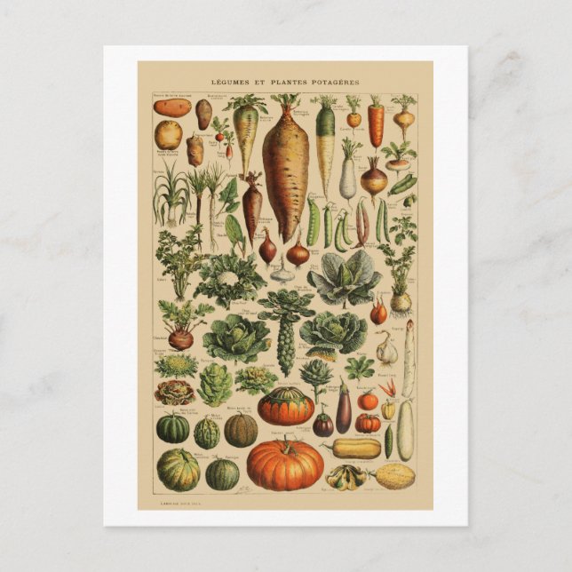 Vegetables Vintage Fransk Bok Page Vykort (Framsida)