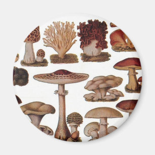 Vegetarian hipster steampunk vintage svamp magnet