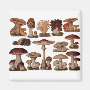 Vegetarian hipster steampunk vintage svamp magnet