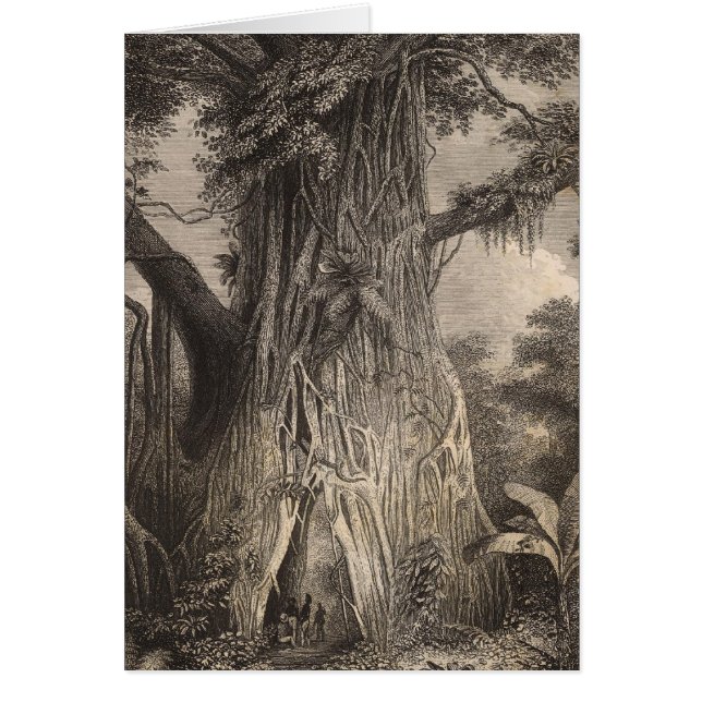 Vegetation i Samoa Hälsningskort (Framsidan)