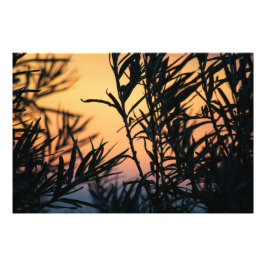 Vegetation vid solnedgång fototryck