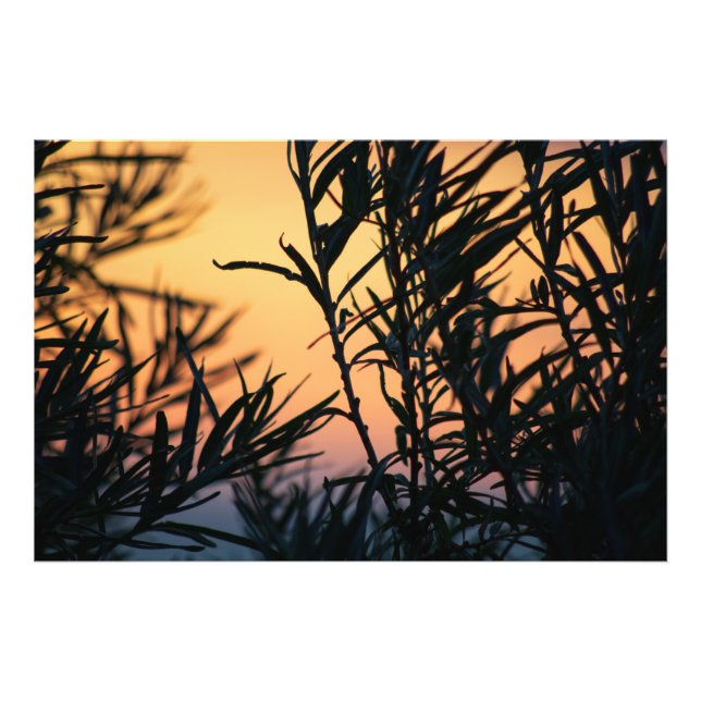Vegetation vid solnedgång fototryck (Framsidan)