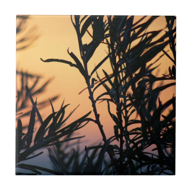 Vegetation vid solnedgång kakelplatta (Framsidan)