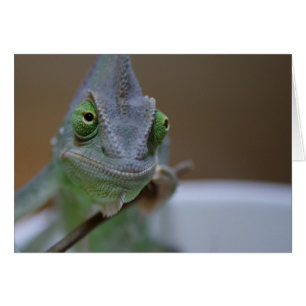 Veiled Chameleon Hälsningskort