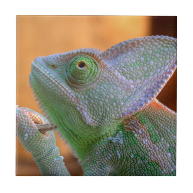 Veiled Chameleon Kakelplatta (Framsidan)