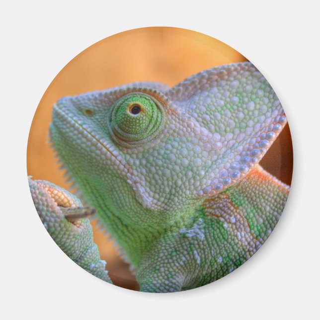 Veiled Chameleon Magnet (Framsidan)
