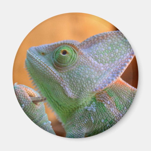 Veiled Chameleon Magnet (Framsidan)