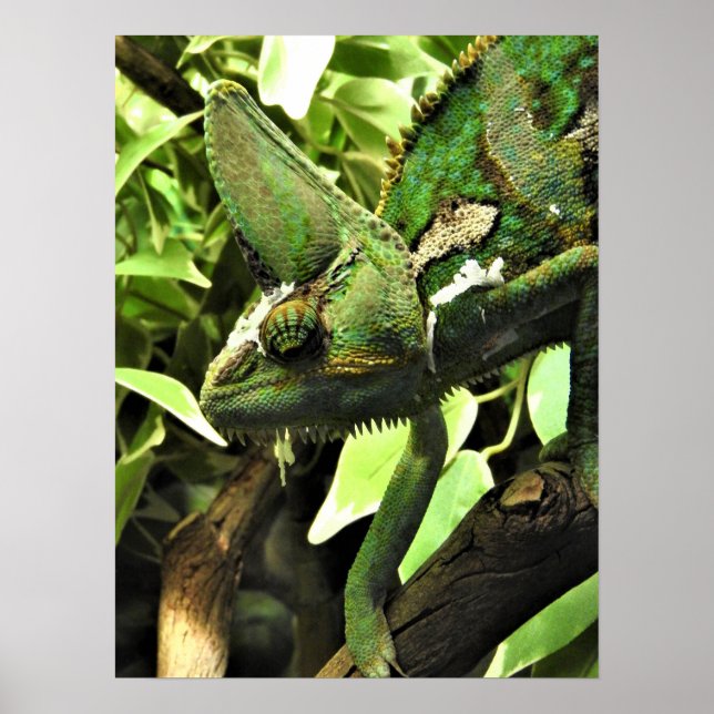 Veiled Chameleon Poster (Framsidan)