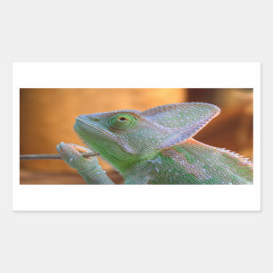 Veiled Chameleon Rektangulärt Klistermärke