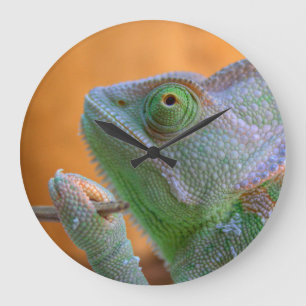 Veiled Chameleon Stor Klocka