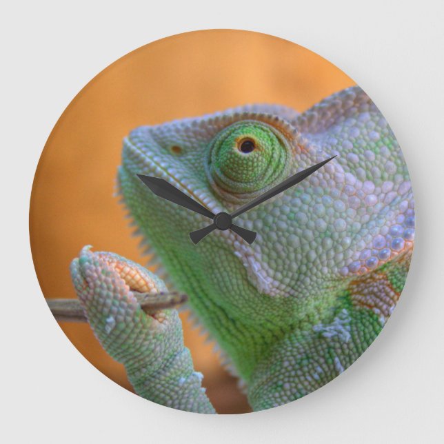 Veiled Chameleon Stor Klocka (Framsida)