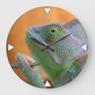 Veiled Chameleon Stor Klocka