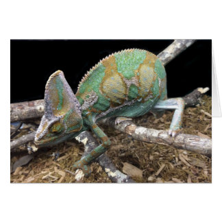 Veiled Chameleon - Ultimate Conehead Hälsningskort