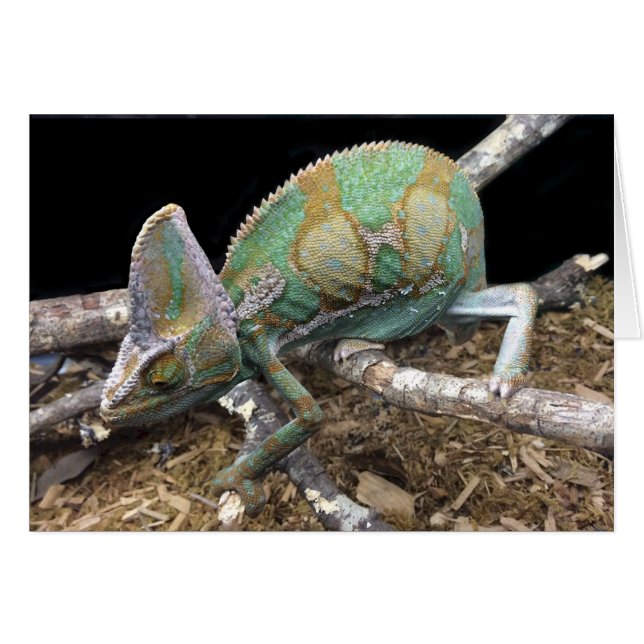 Veiled Chameleon - Ultimate Conehead Hälsningskort (Framsidan Horizontal)