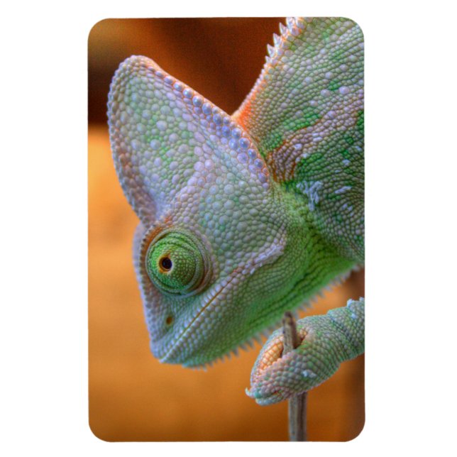 Veiled Yemen Chameleon Magnet (Vertikal)