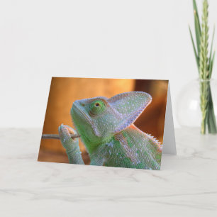 Veilt Chameleon Kort