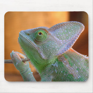 Veilt Chameleon Musmatta