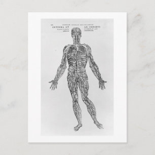 Veiner and Arteries system (b/w print) Vykort