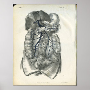 Veiner of Abdominal Organs Anatomy Print Poster