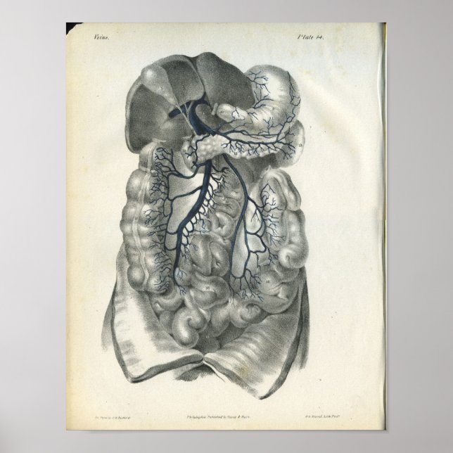 Veiner of Abdominal Organs Anatomy Print Poster (Framsidan)