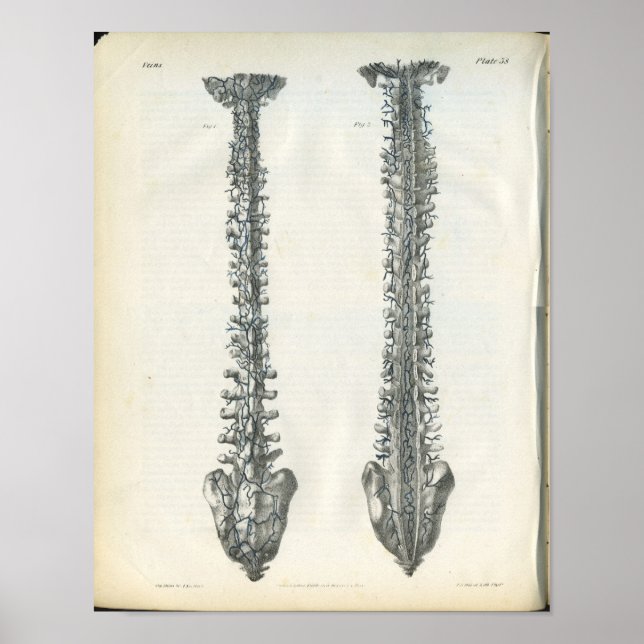 Veiner of Spine Anatomy Print Poster (Framsidan)