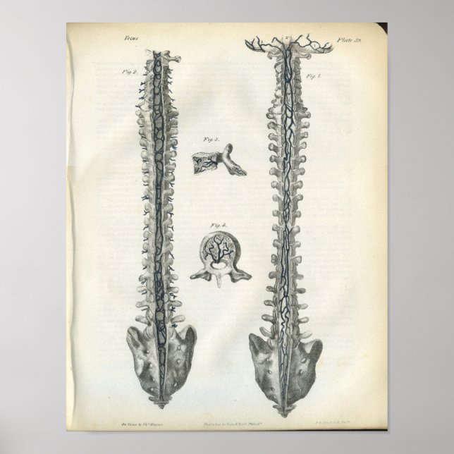 Veiner of Spine Anatomy Print Poster (Framsidan)
