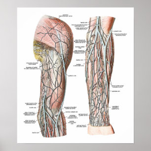 Veins i Arm Poster