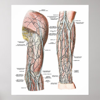Veins i Arm Poster