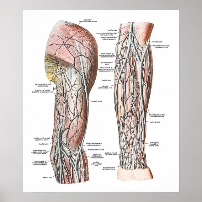 Veins i Arm Poster (Framsidan)