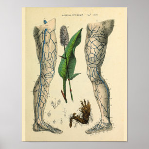 Veins Leg Foot Vintage Anatomy Art Skriv ut Poster