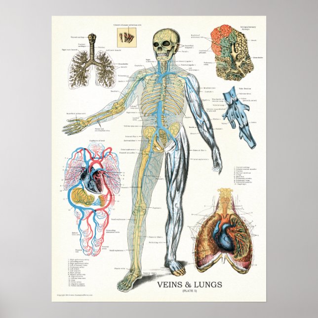 Veins Lungs Human Anatomy Poster 18 x 24 (Framsidan)