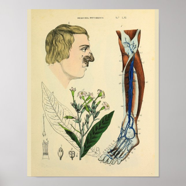 Veins Muscles Leg Foot Anatomy Art Skriv ut Poster (Framsidan)