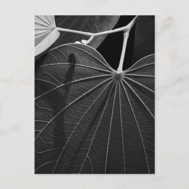 Veins of a Löv Vykort (Framsida)
