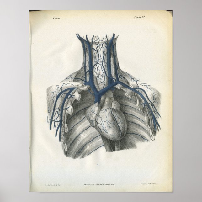 Veins of Chest Anatomy Print Poster (Framsidan)