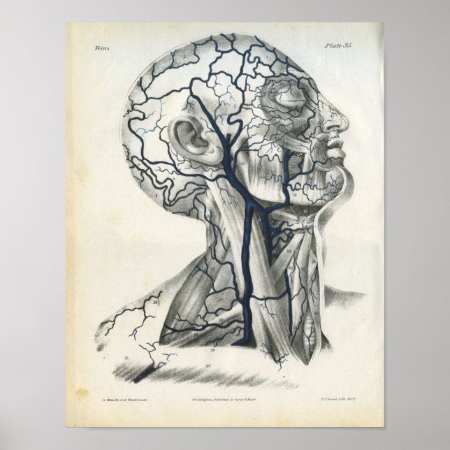 Veins of Head Nacke Anatomy Print Poster (Framsidan)