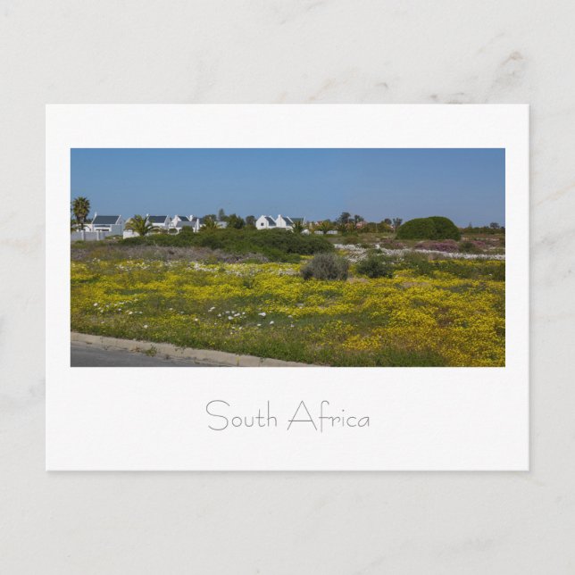 Velddrif Väster Vild Flowers South Afrika SA Vykort (Framsida)