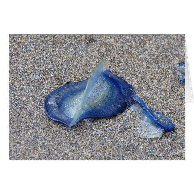 Velella Jellyfish Hälsningskort (Framsidan Horizontal)