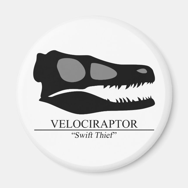 Velociraptor Skull Magnet (Framsidan)