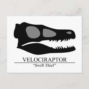 Velociraptor Skull Vykort