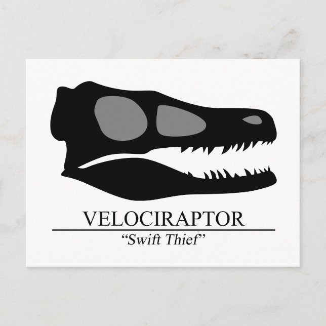 Velociraptor Skull Vykort (Framsida)