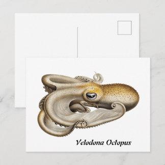 Velodona octopus (1898-1899) vykort