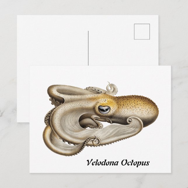Velodona octopus (1898-1899) vykort (Fram/baksida)