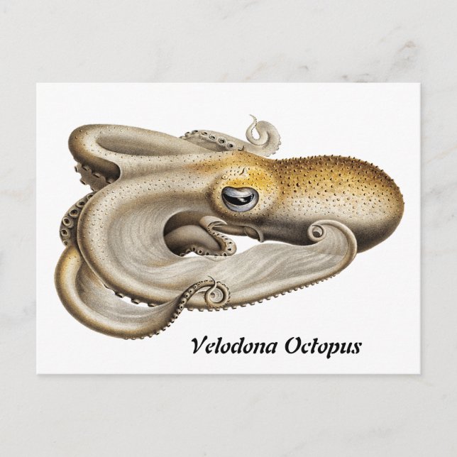 Velodona octopus (1898-1899) vykort (Framsida)