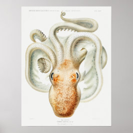 Velodona octopus från Carl Chun Poster