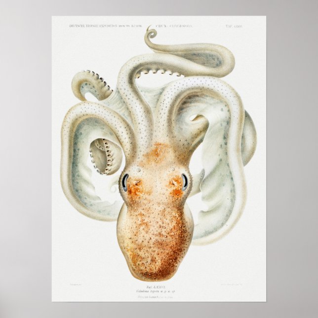 Velodona octopus från Carl Chun Poster (Framsidan)