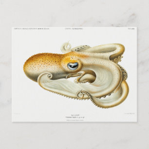 Velodona octopus från Carl Chun Vykort